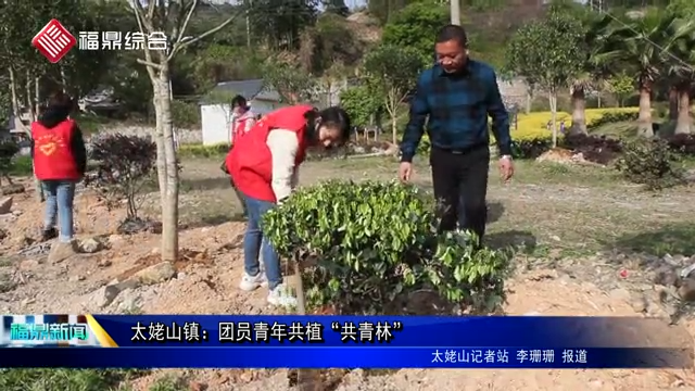 太姥山鎮(zhèn)：團員青年共植“共青林”