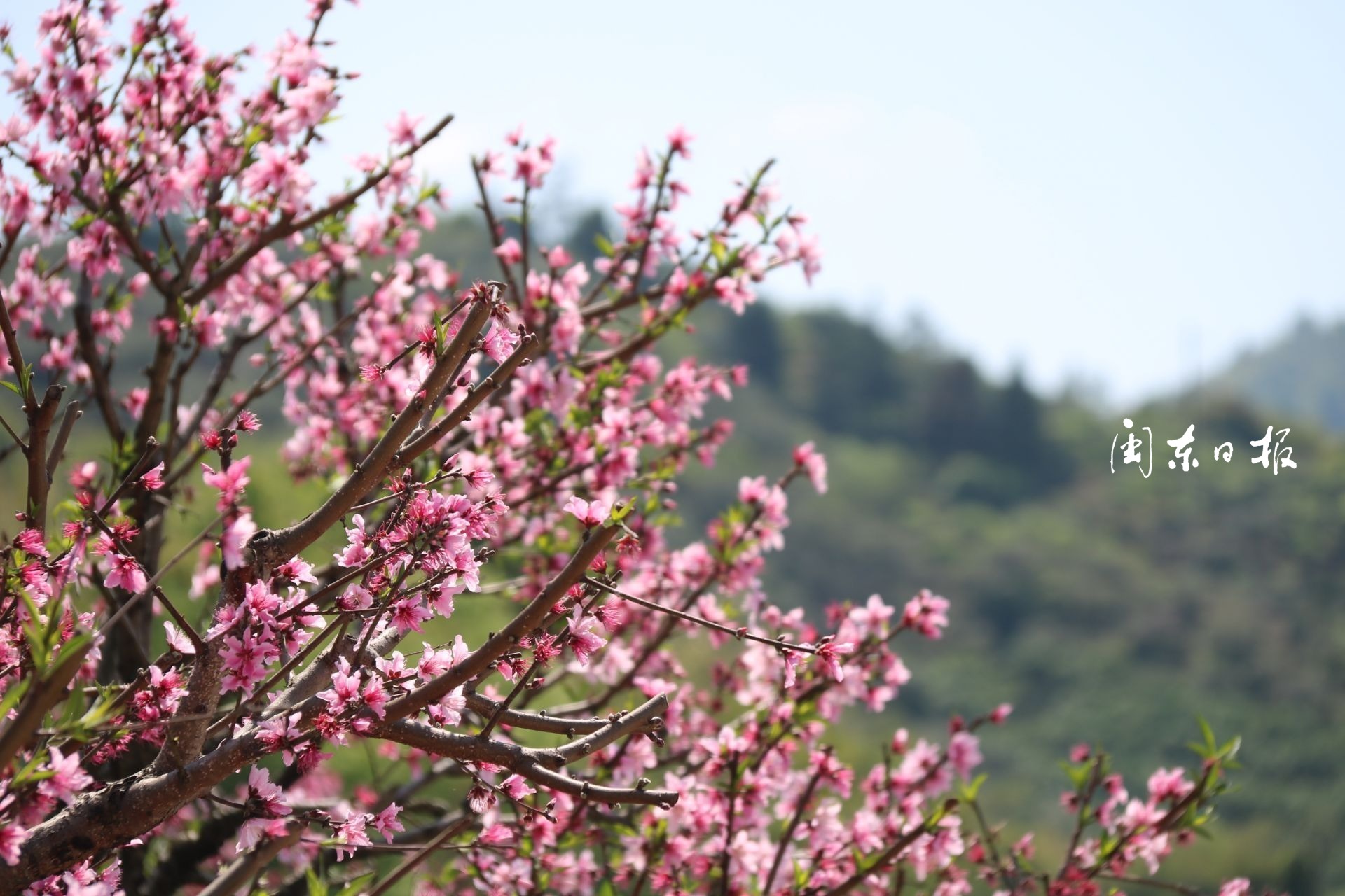 福鼎前岐：桃花開(kāi) 產(chǎn)業(yè)旺