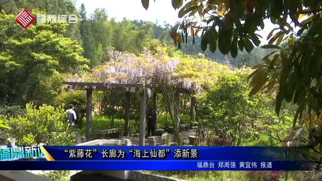 “紫藤花”長廊為“海上仙都”添新景