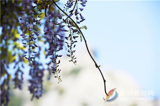 太姥山的紫藤花