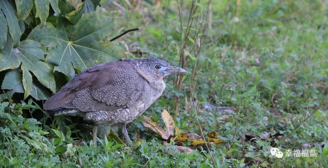 罕見！珍稀鳥類黑冠鳽首次做客福鼎