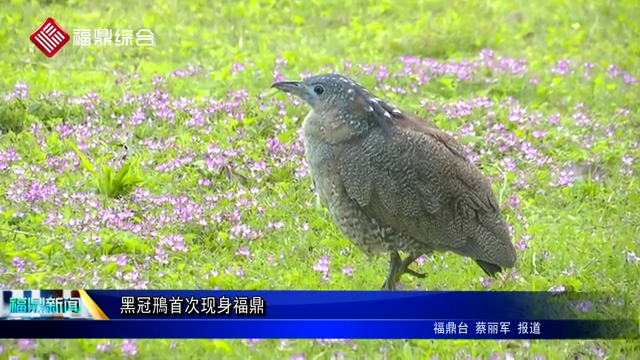 冠鳽首次現(xiàn)身福鼎