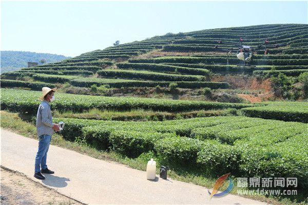 茶樹病蟲害綠色防控社會化服務打造茶鄉(xiāng)“金葉子”