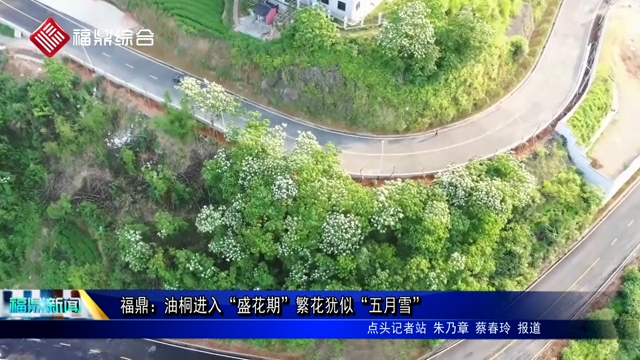 福鼎：油桐進(jìn)入“盛花期” 繁花猶似“五月雪”