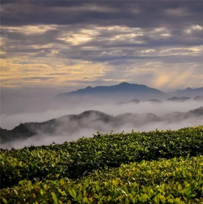 福鼎再發(fā)通告！毀林種茶，絕對(duì)不行！