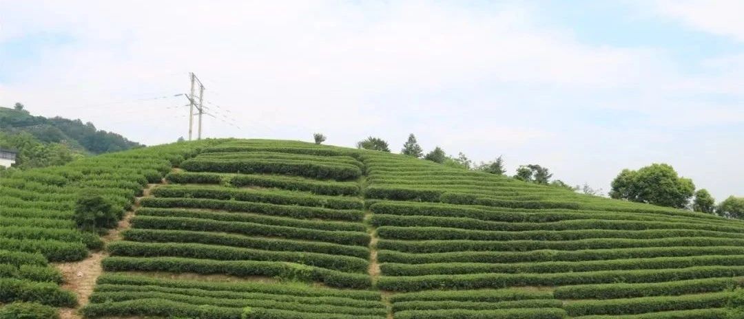 茶林共生，這樣的茶園真不錯！