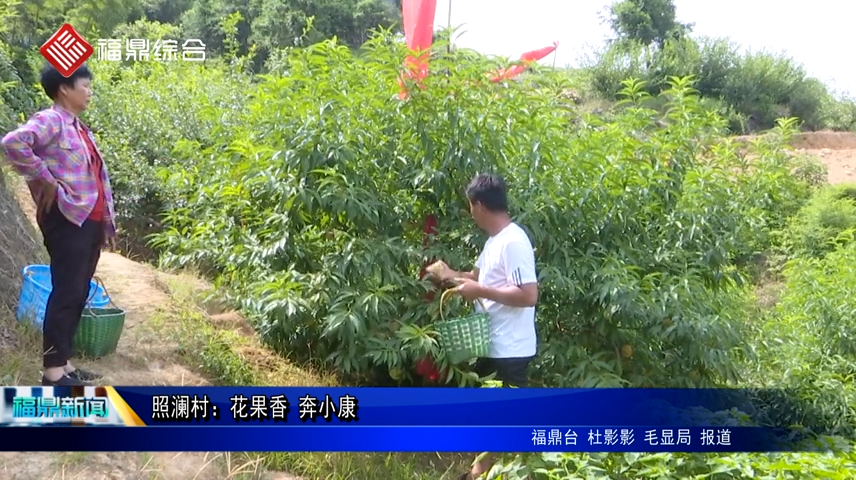 照瀾村：花果香 奔小康