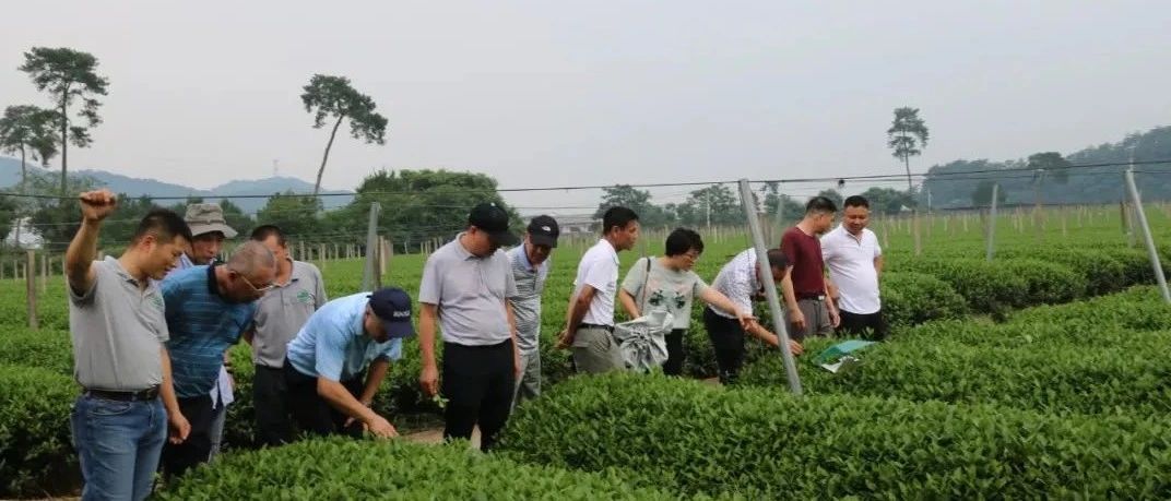 生態(tài)茶園如何建設(shè)？這次考察讓福鼎白茶“胸有成竹”