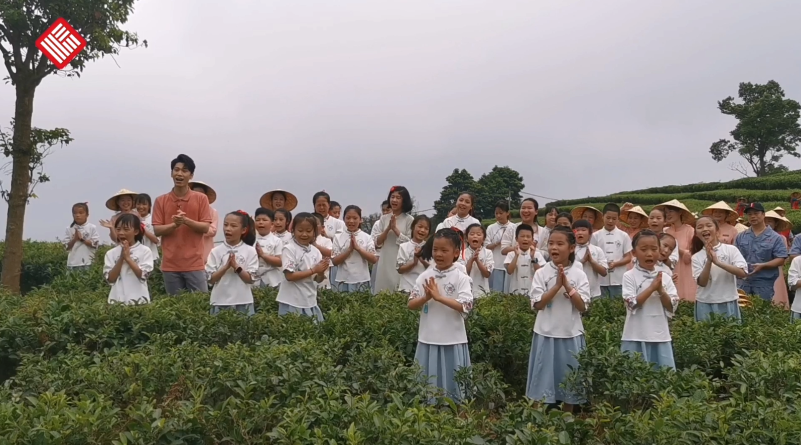 短視頻|央視“心連心”今日走進福鼎白茶茶園