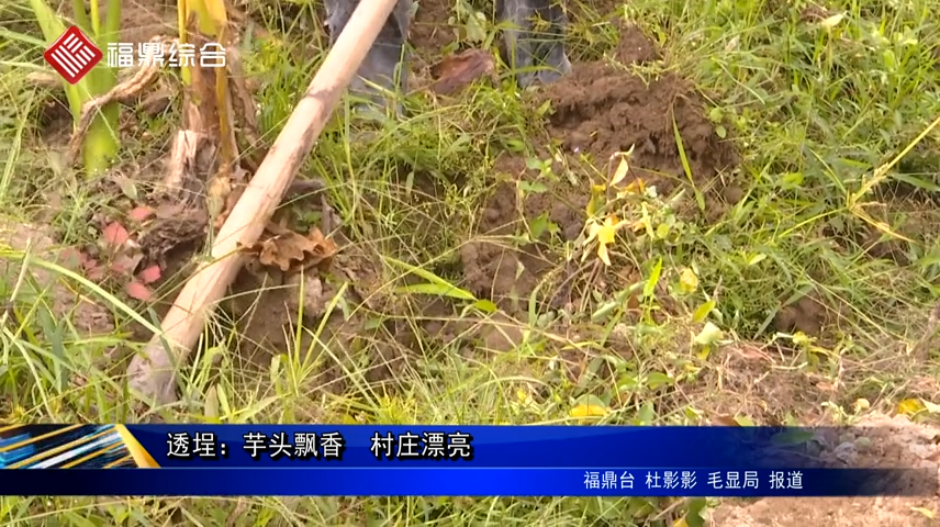 透埕：芋頭飄香 村莊漂亮