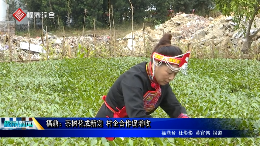 福鼎：茶樹花成新寵 村企合作促增收