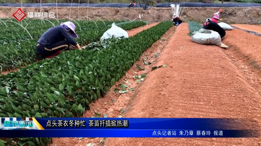 點(diǎn)頭茶農(nóng)冬種忙 茶苗扦插掀熱潮