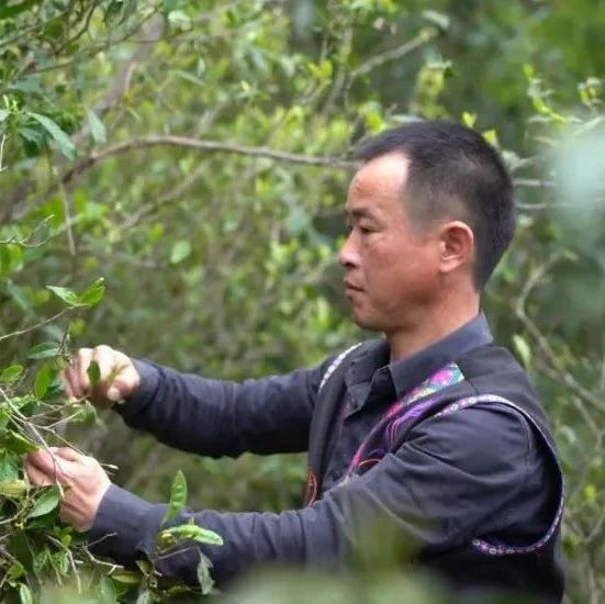 小茶葉成就草根逆襲，更托起山村脫貧致富夢