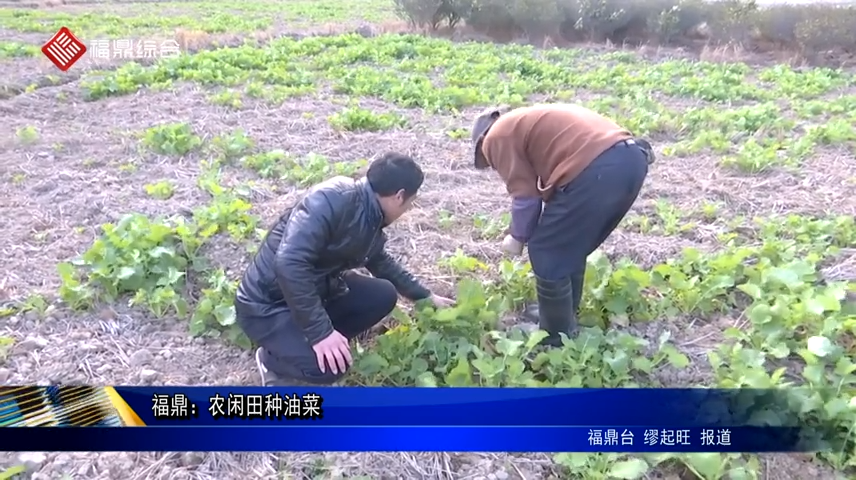 福鼎：農(nóng)閑田種油菜