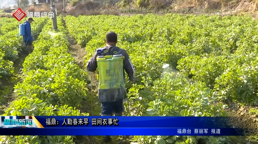 福鼎：人勤春來早 田間農(nóng)事忙