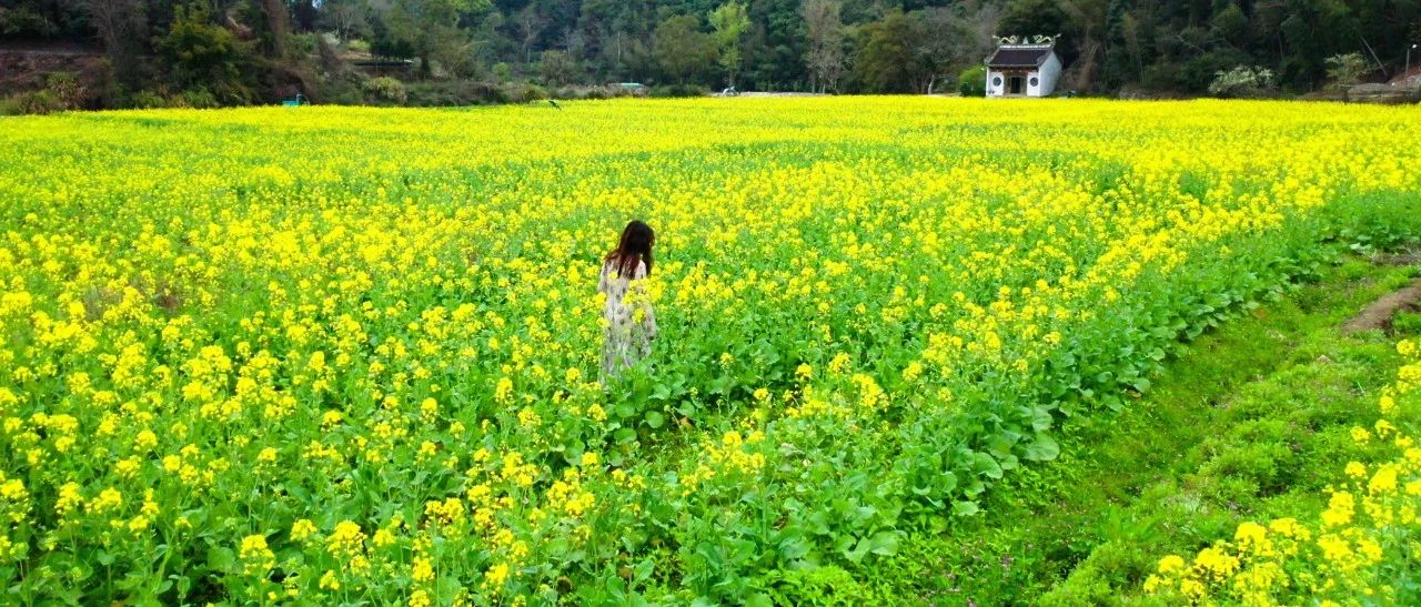 美出圈！福鼎的油菜花都開(kāi)了，最新視頻帶你打卡