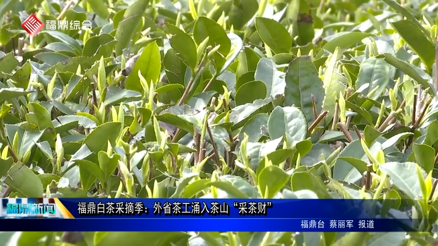 福鼎白茶采摘季：外省茶工涌入茶山“采茶財(cái)”