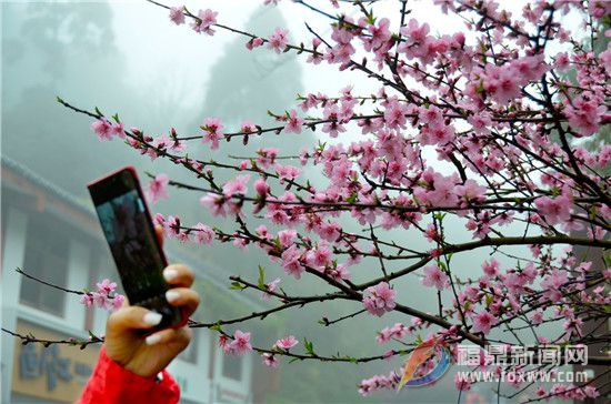 太姥山：賞花、觀景、品茶，茶旅結(jié)合走“花路”