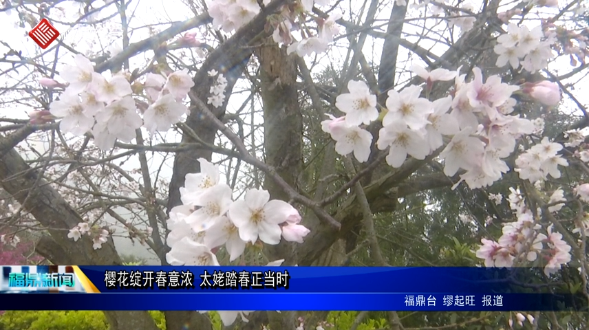 櫻花綻開春意濃 太姥踏春正當(dāng)時