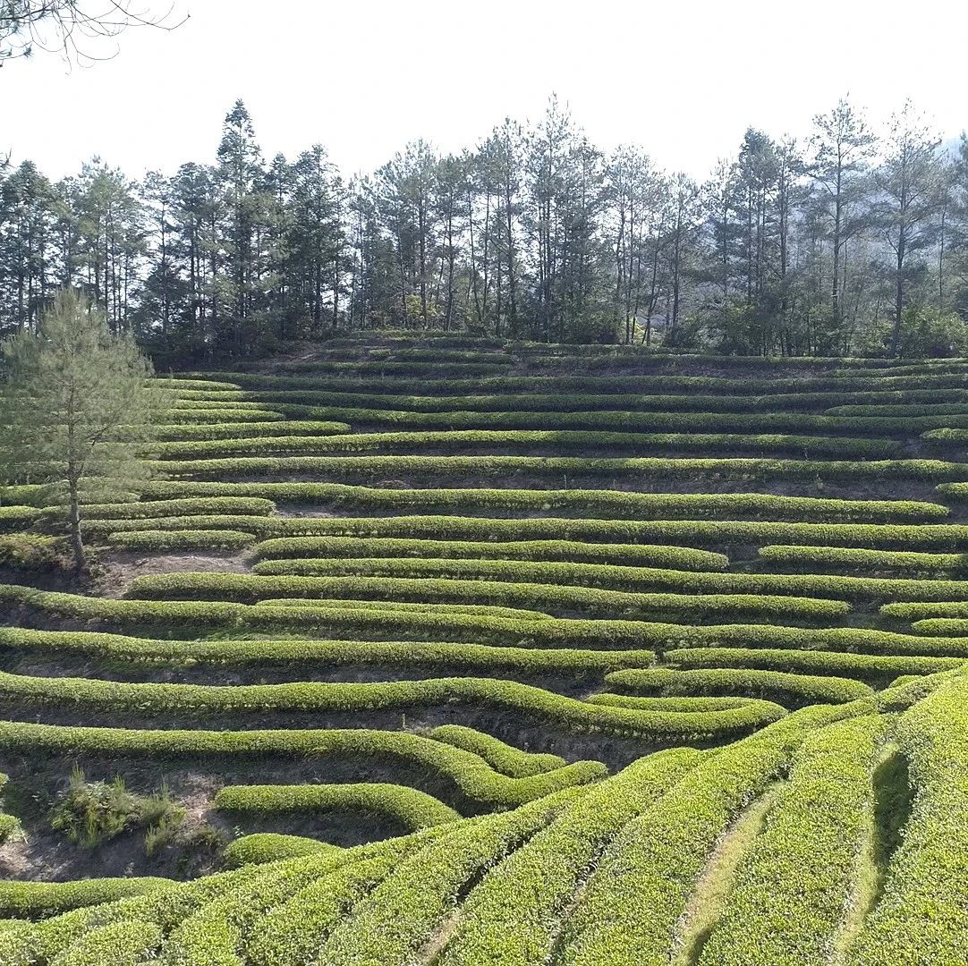 在武夷山，有個(gè)叫“燕子窠”的地方