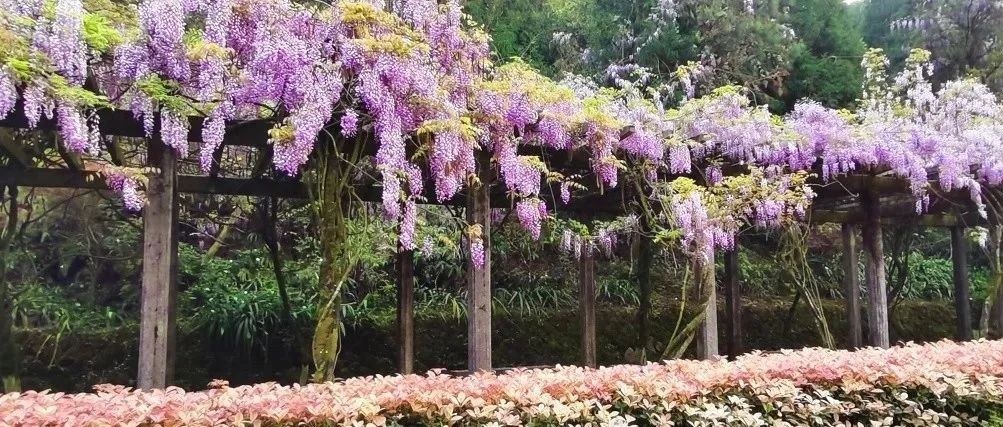 太姥山紫藤花又開了~花期不等人，快來打卡！