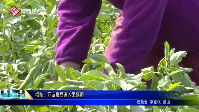 福鼎：萬畝蠶豆進入采摘期