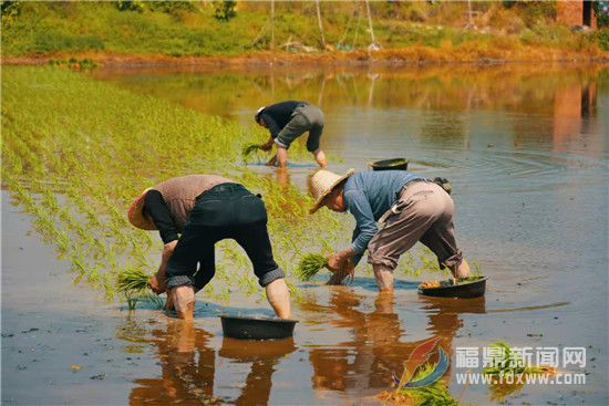 福鼎：早稻插秧早 農(nóng)戶“幸福”忙