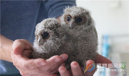 國家二級保護動物領角鸮幼鳥獲救助