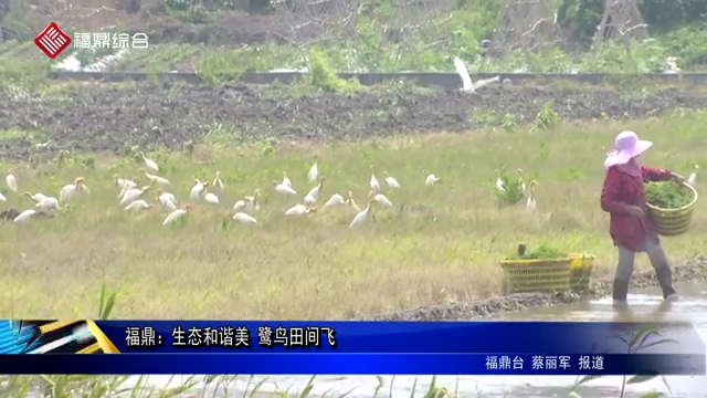 福鼎：生態(tài)和諧美 鷺鳥田間飛