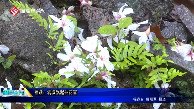 福鼎：滿城飄起桐花雪