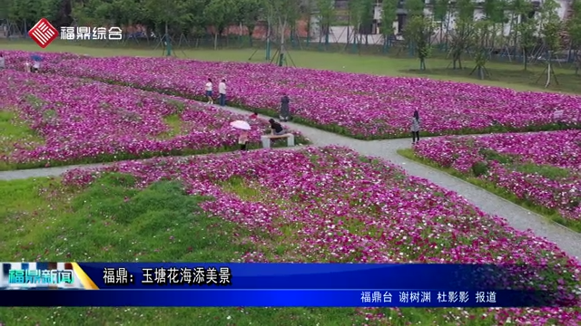 福鼎：玉塘花海添美景