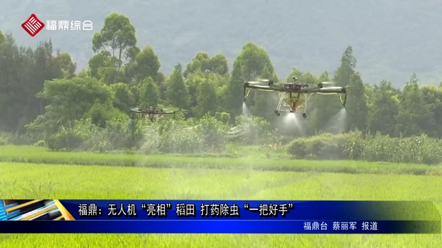 福鼎：無人機(jī)“亮相”稻田 打藥除蟲“一把好手”