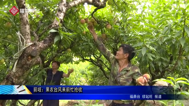 前岐：果農臺風來前忙搶收