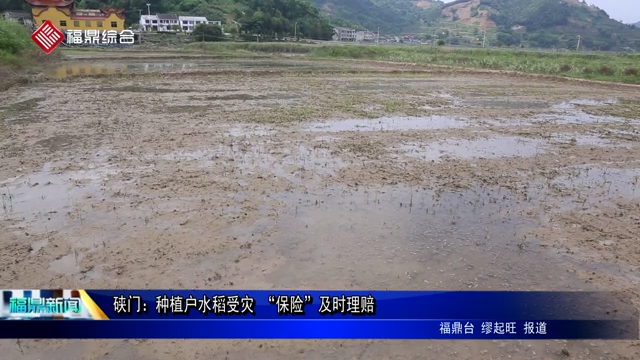 硤門：種植戶水稻受災(zāi) “保險”及時理賠