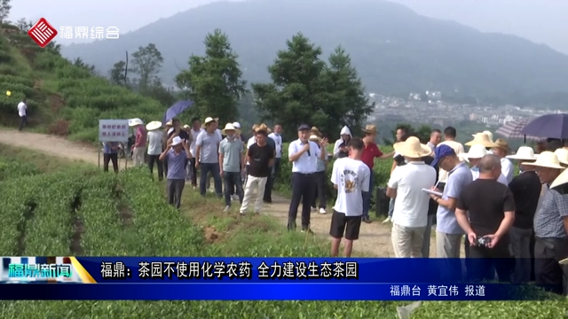 福鼎：茶園不使用化學(xué)農(nóng)藥 全力建設(shè)生態(tài)茶園