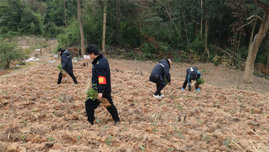 市林業(yè)局開展打擊違法“毀林種茶”專項行動