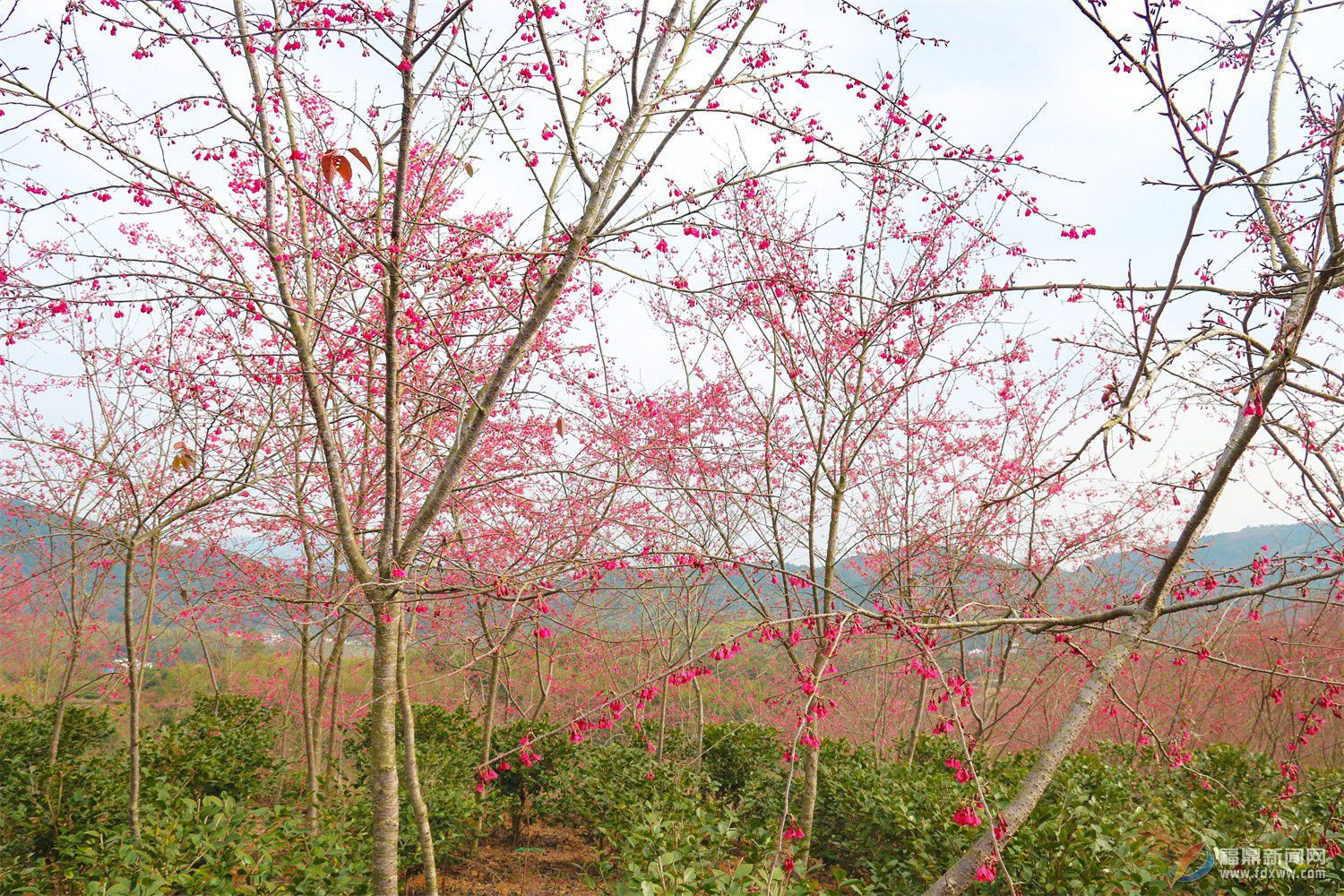 雙獅山上櫻花開