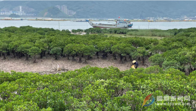 福鼎:種植紅樹林 修復海岸線