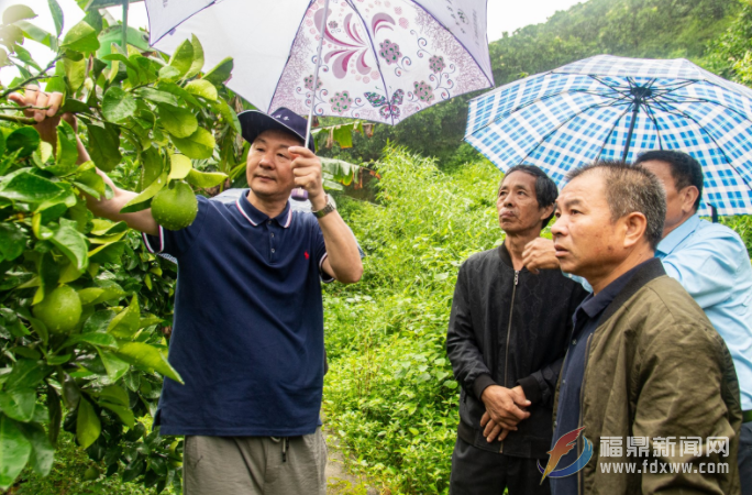 福鼎：“銀發(fā)”專家指導(dǎo)雨季果園管理