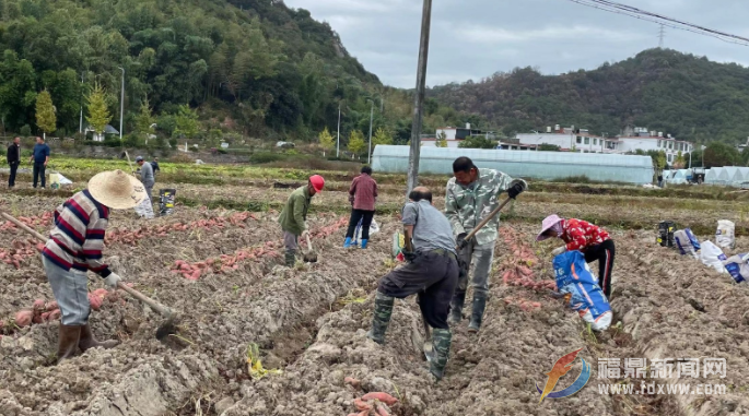 5萬畝甘薯迎豐收 田間采挖甜蜜蜜