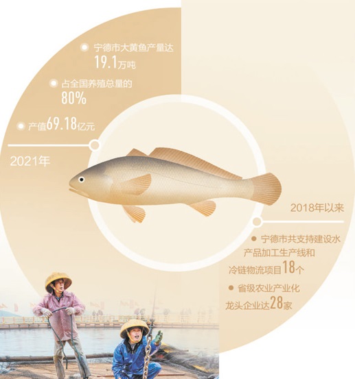 大黃魚(yú)如何“游”回百姓餐桌（一線(xiàn)調(diào)研）