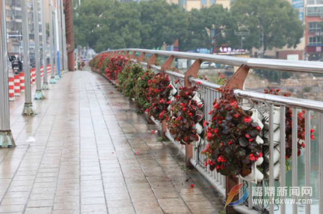 景觀花卉頻頻被“順” 請共同愛護城市之花