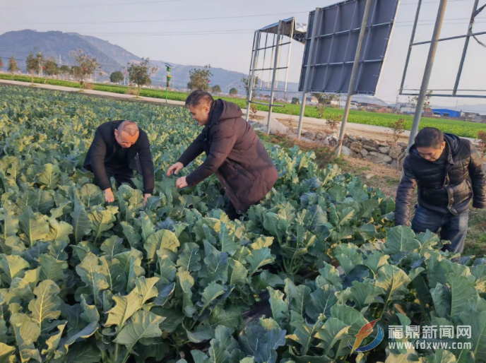 寒潮來襲！農(nóng)技專家來“防寒”