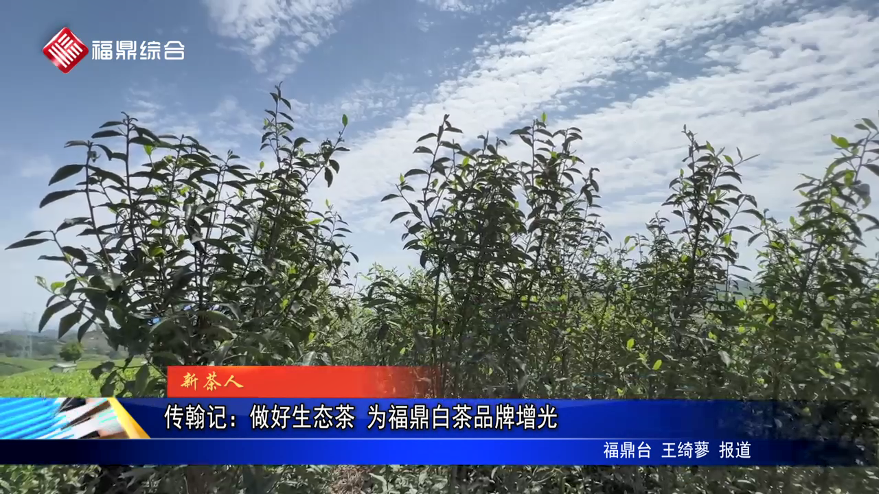 傳翰記：做好生態(tài)茶 為福鼎白茶品牌增光