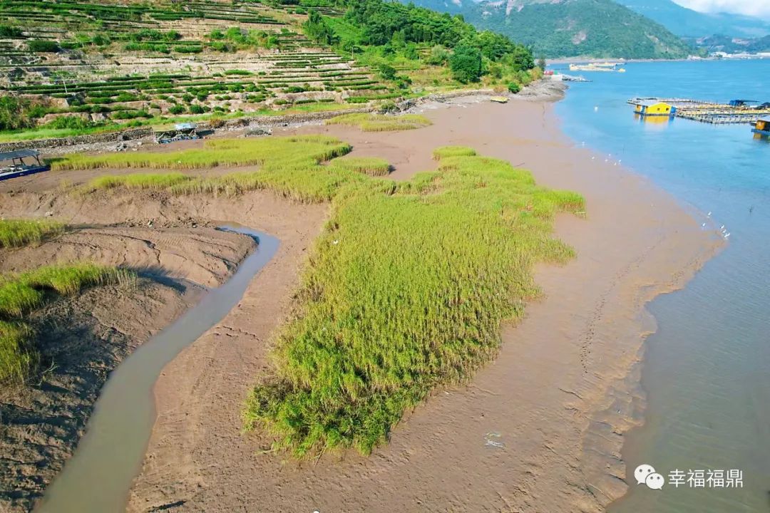 加強(qiáng)日常巡查管控，確保互花米草除治成效