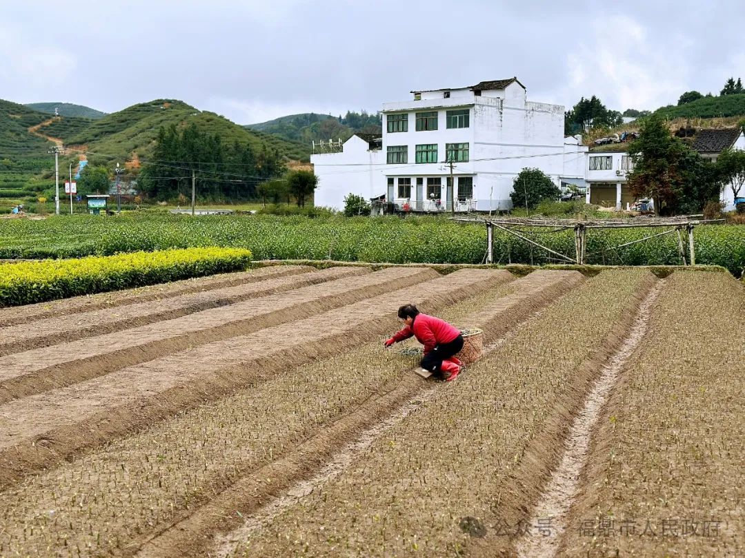 黃梔子育苗增收正當時