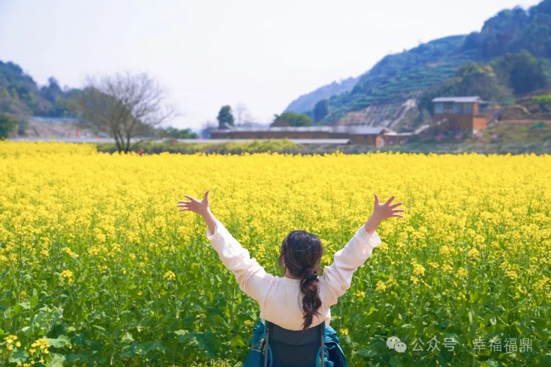 “故事的小黃花”，開了！